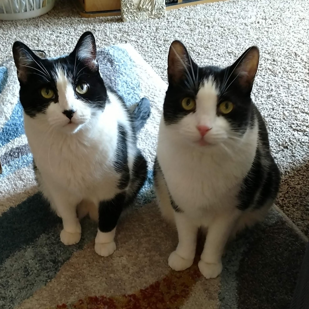 Kitty friendly